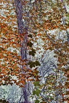 N 011E